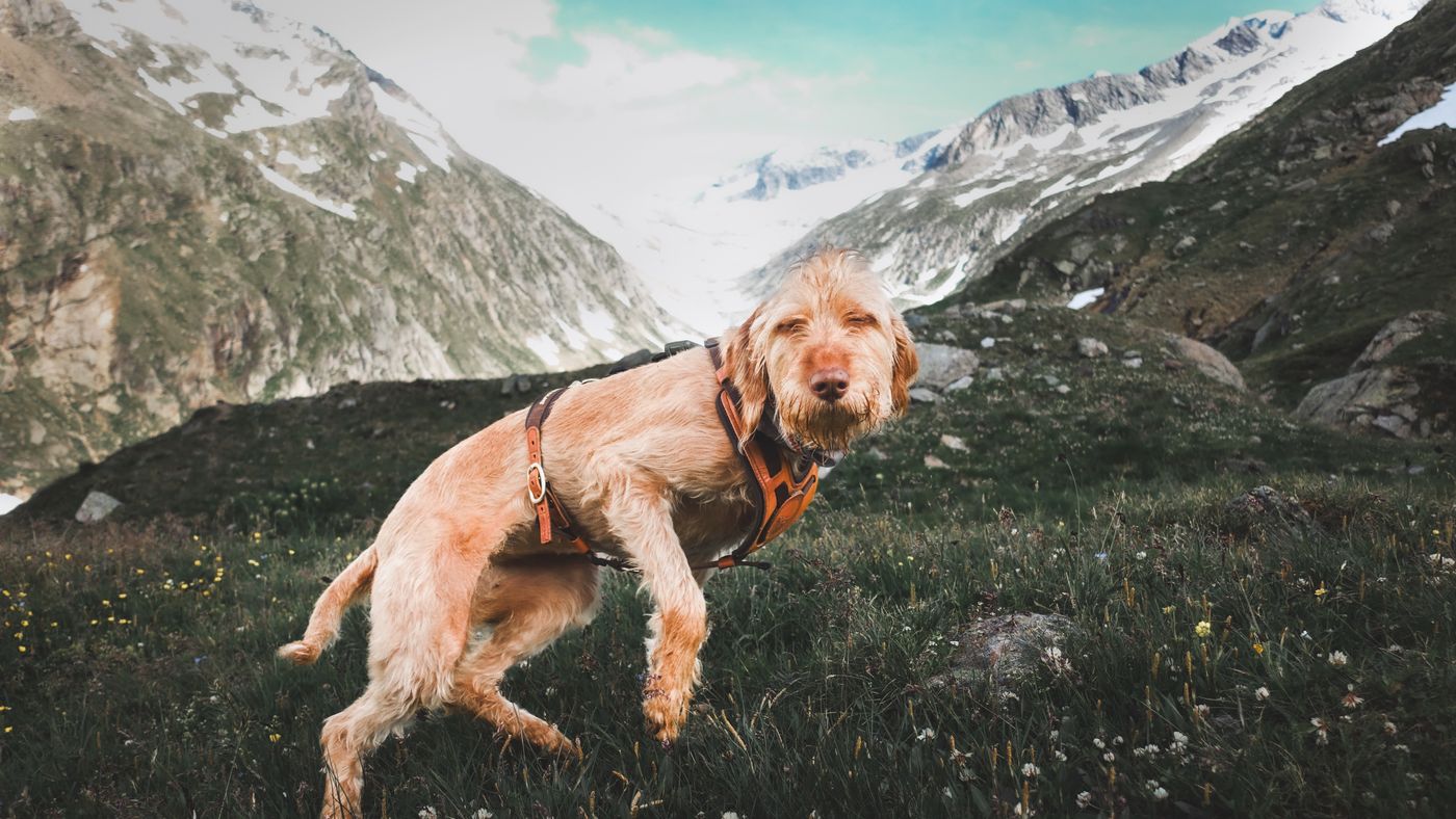 A happy dog in a harness exploring a mountain trail, with snowy peaks behind it