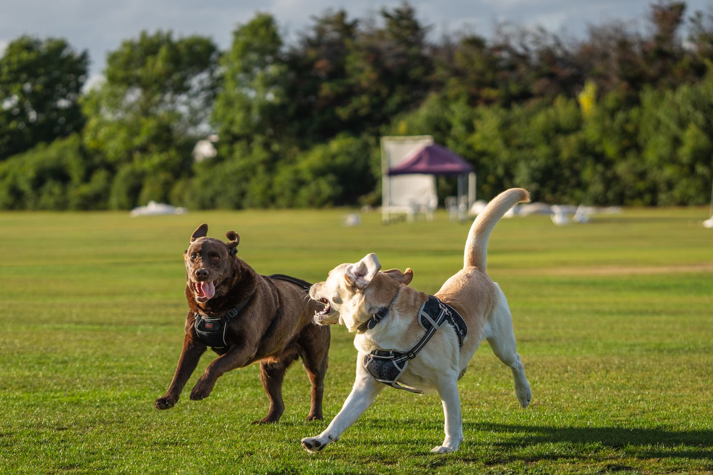 Two Labradors racing each other across a sunny park