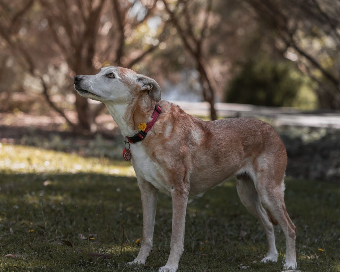 A grey-muzzled senior dog standing calmly on soft grass in a sunny park
